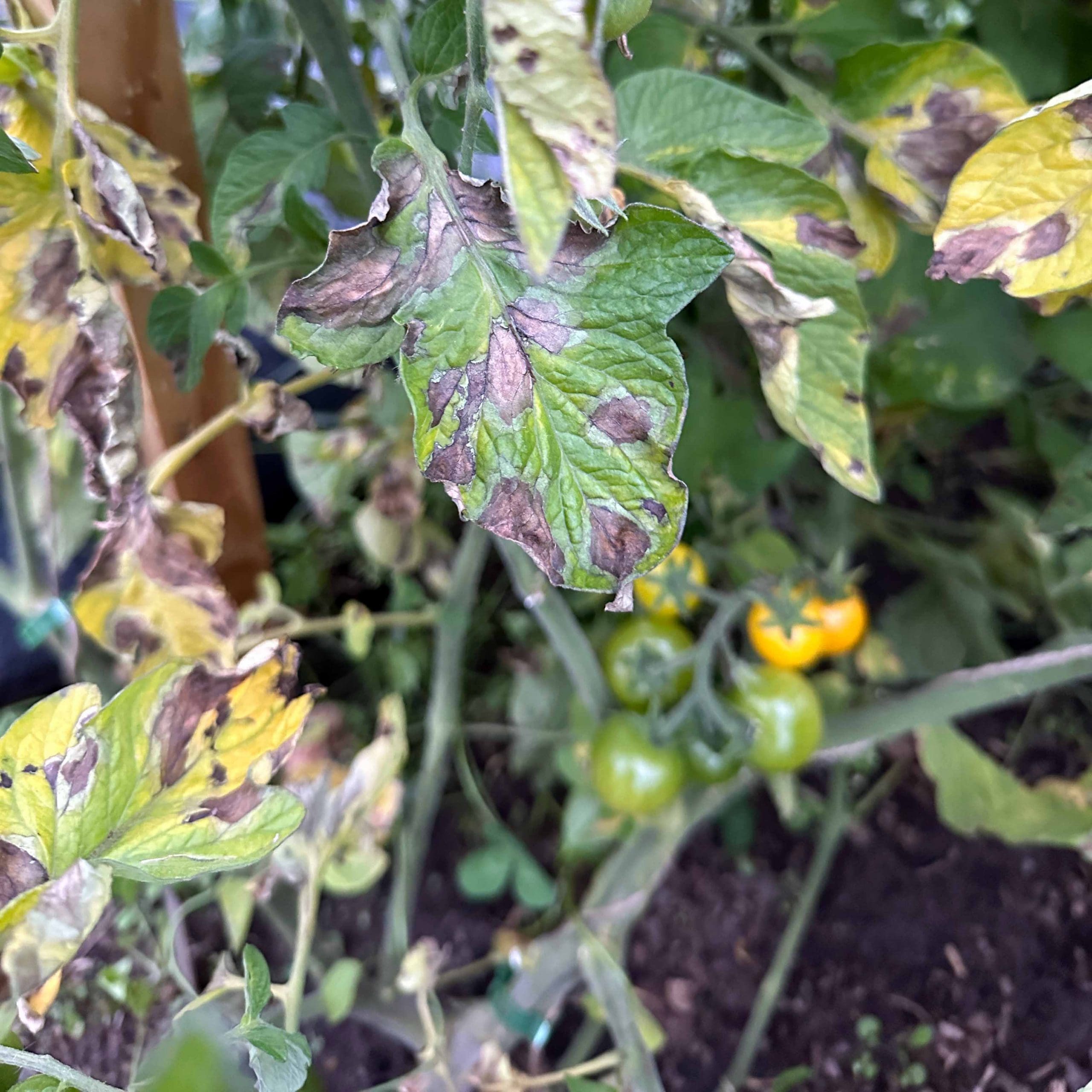tomato blight infection shown as brown lesions on leaves