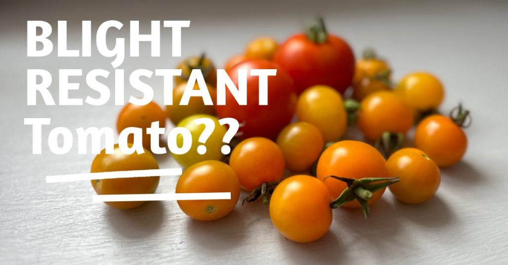 Blight Resistant Tomato – Primabella the new saviour of tomatoes
